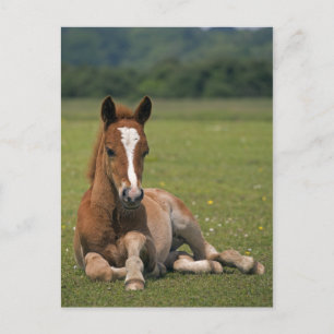 New Forest Foal Postcard