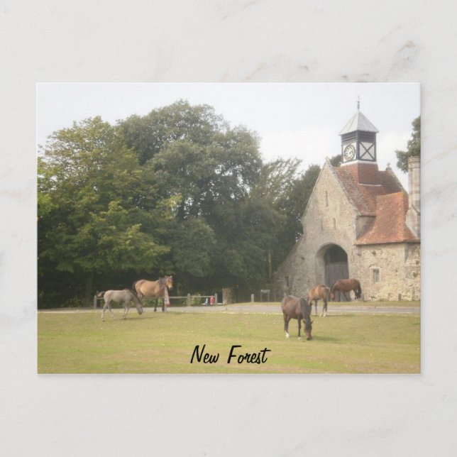 New Forest Hampshire Postcard (Front)