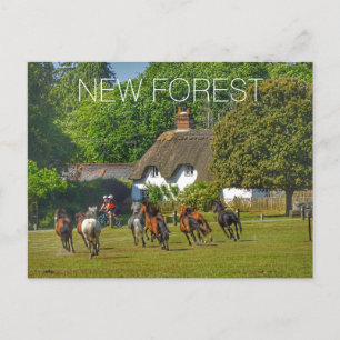 New Forest Holiday Postcard