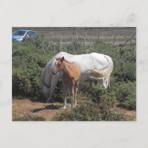New Forest Mare and Foal Postcard