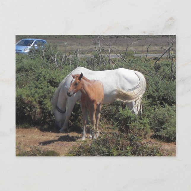 New Forest Mare and Foal Postcard (Front)