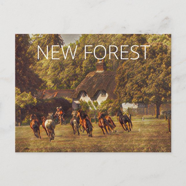 New Forest Ponies Postcard (Front)