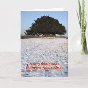 New Forest pony Christmas card