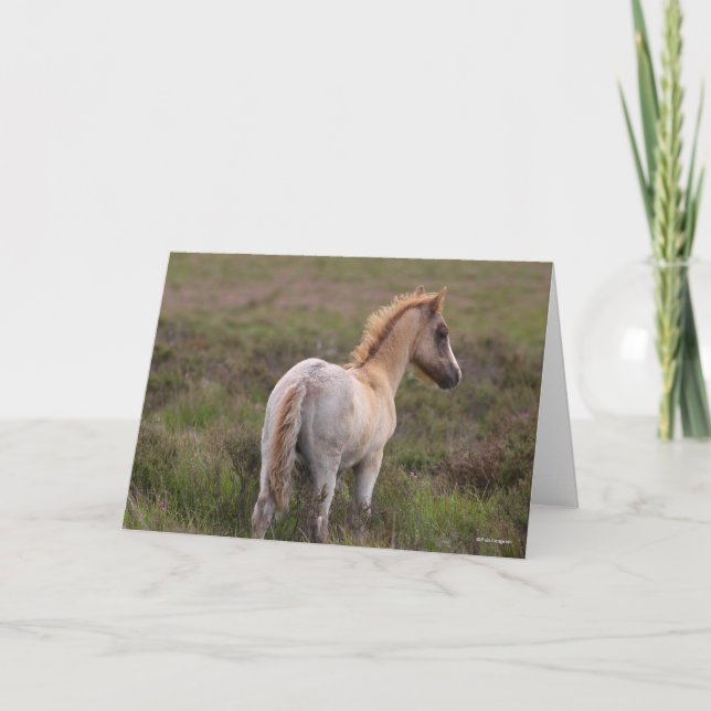 New Forest Pony Foal Standing In Scrub Card (Front)