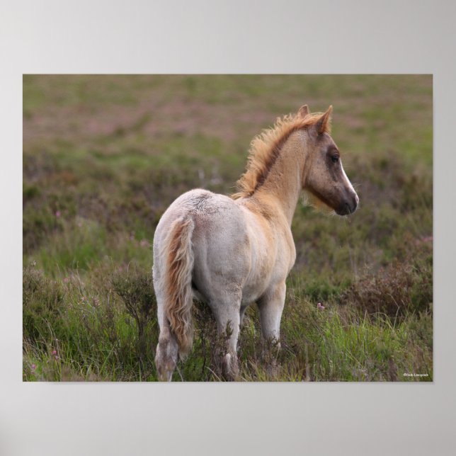 New Forest Pony Foal Standing In Scrub Poster (Front)