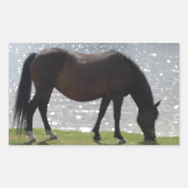 New Forest pony grazing by a sunny lake Rectangular Sticker (Front)