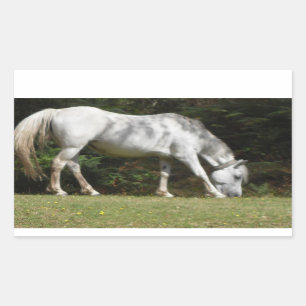 New Forest pony grazing Rectangular Sticker