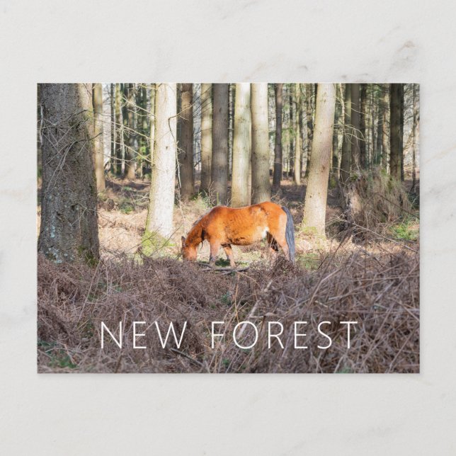 New Forest Pony  Postcard (Front)
