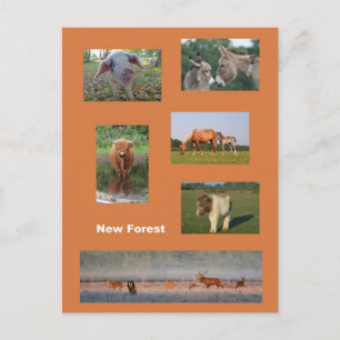 New Forest Postcard