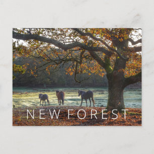 New Forest Postcard
