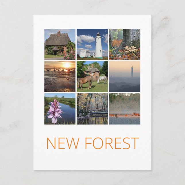 New Forest Postcard (Front)
