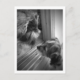New Friends Postcard