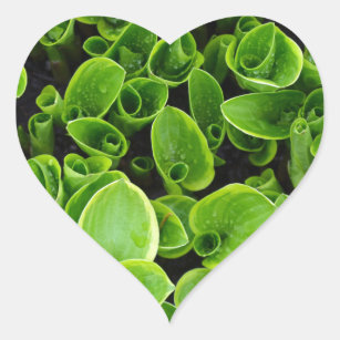 New green hosta plants in garden heart sticker