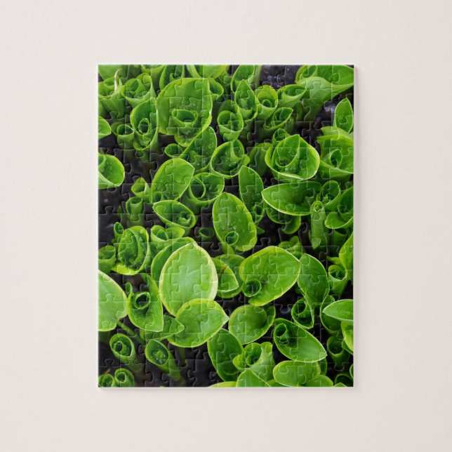 New green hosta plants in garden jigsaw puzzle (Vertical)