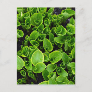 New green hosta plants in garden postcard