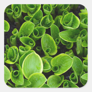 New green hosta plants in garden square sticker