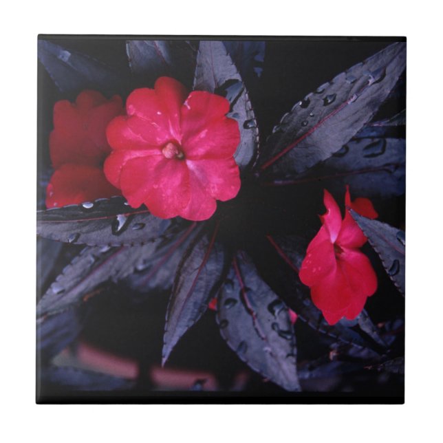 New Guinea Impatiens Ceramic Tile (Front)