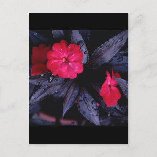 New Guinea Impatiens Ceramic Tile Postcard