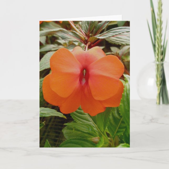 New Guinea Impatiens Orange Note Card (Front)