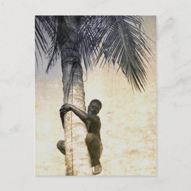 New Guinea native climbs coconut tree Postcard (Front)