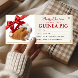 New Guinea Pig Christmas Gift Certificate Card