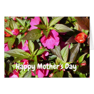 New Guinea Pink Busy Lizzie Mother's Day