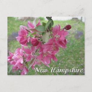 New Hampshire crab apple tree blossoms Postcard