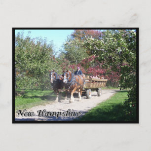 New Hampshire hayride Postcard