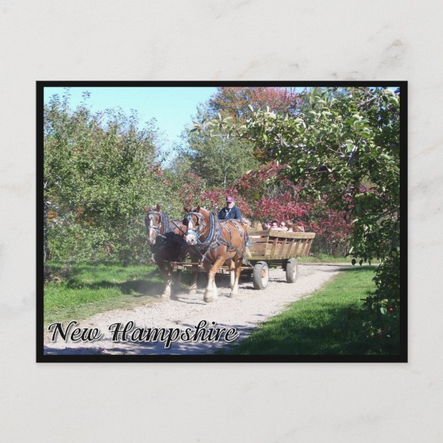 New Hampshire hayride Postcard (Front)