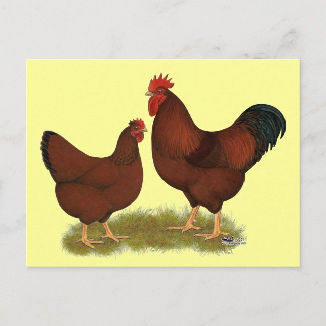 New Hampshire Reds Postcard (Front)