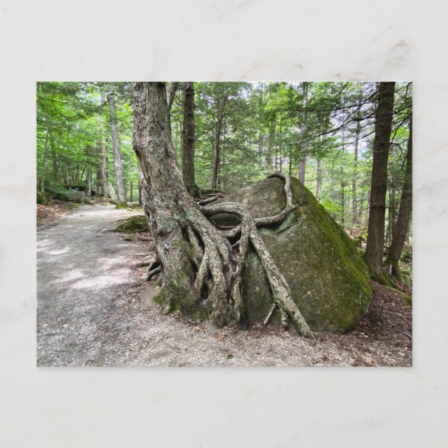 New Hampshire Rock Tree Postcard (Front)