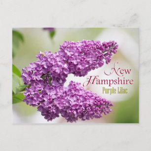 New Hampshire State Flower: Purple Lilac Postcard