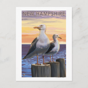 New HampshireSea Gulls Scene Postcard