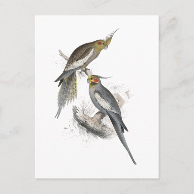 New Holland Parrakeet by Edward Lear Postcard (Front)