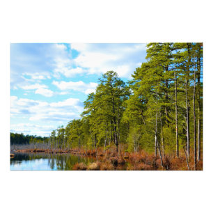 New Jersey Pinelands Photo Print