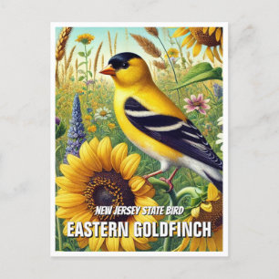 New Jersey State Bird Eastern Goldfinch Postcard