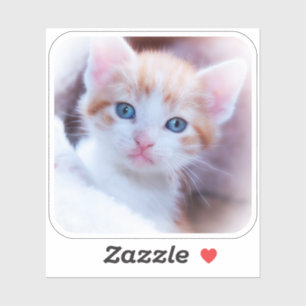 New Kitten Rounded Corner Square Shape Photo