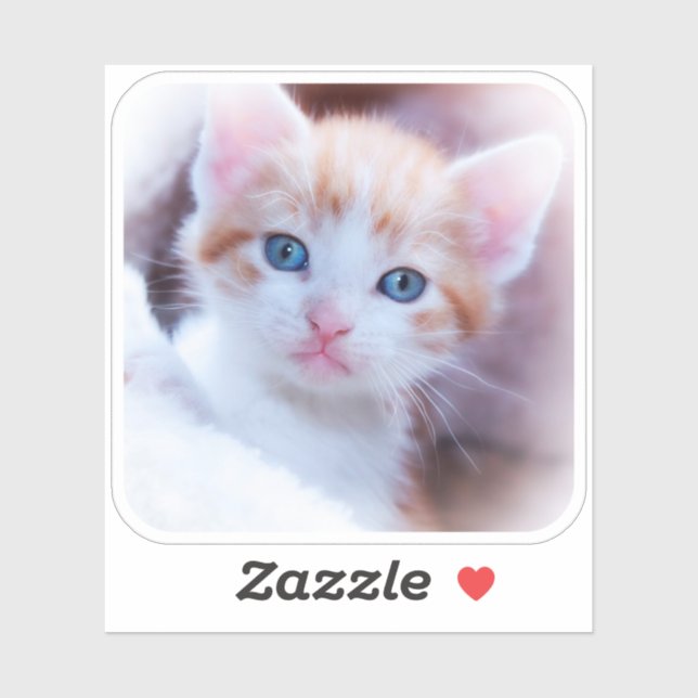 New Kitten Rounded Corner Square Shape Photo (Sheet)