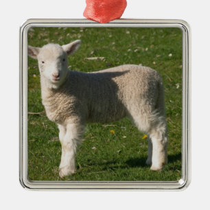 New Lamb, near Dunedin, South Island, New Metal Ornament