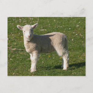 New Lamb, near Dunedin, South Island, New Postcard