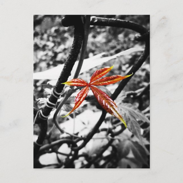 New Leaf Postcard (Front)