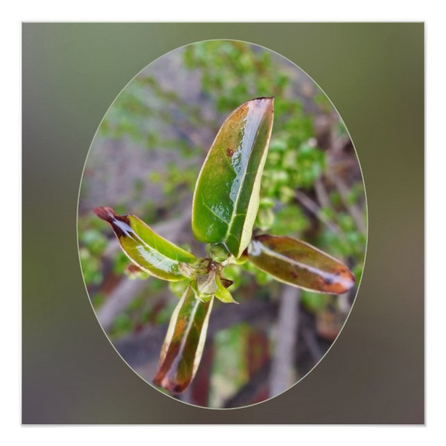 new leaves in spring poster (Front)