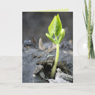 "new life" greeting card