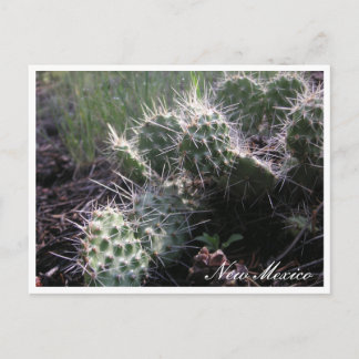New Mexican Cactus Postcard