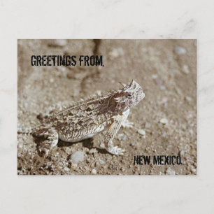 New Mexico Horned Toad Postcard