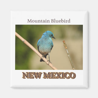 New Mexico Mountain Blue bird photograph Magnet