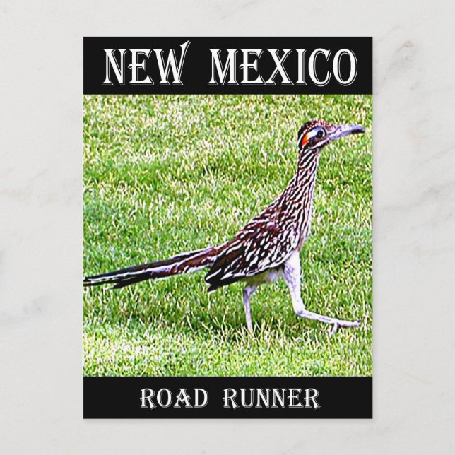 New Mexico Roadrunner Postcard (Front)
