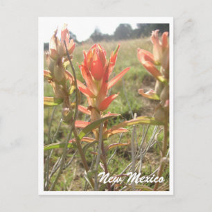 New Mexico Wildflowers Postcard