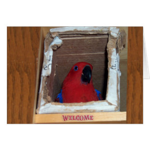New Nest