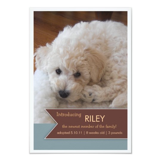 New Pet 2 Photo Brown Banner Photo Announcement